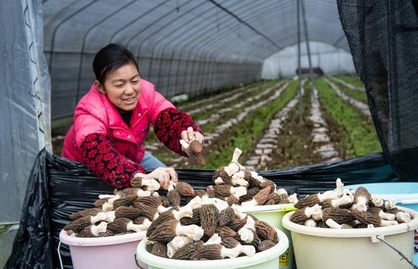 天柱县：羊肚菌全产业链撑起千万级产业