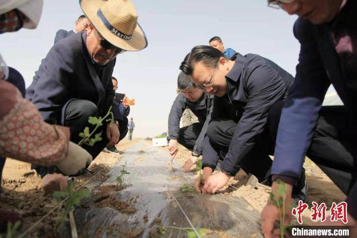 “江南花”绽放柴达木盆地 成乡村振兴“引路人”