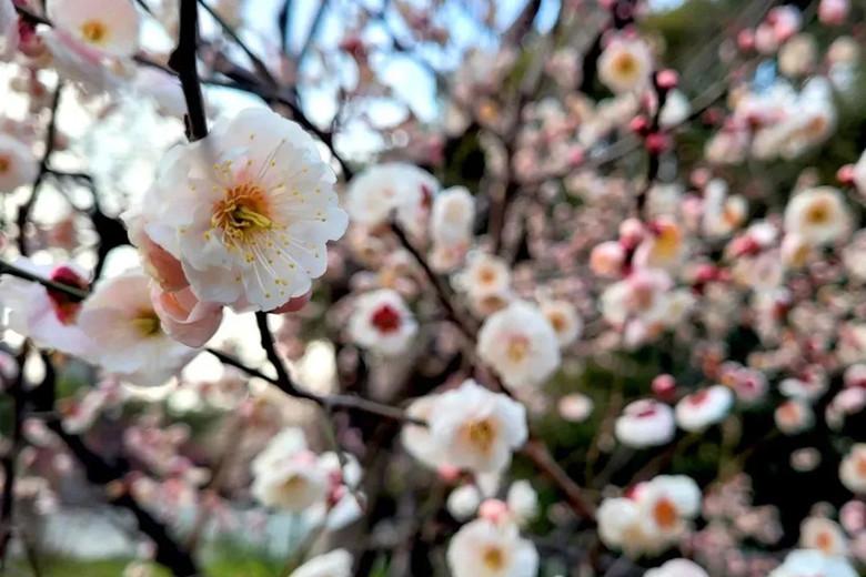 【长风好去处】“梅”好春日,快来长风公园赏花吧!