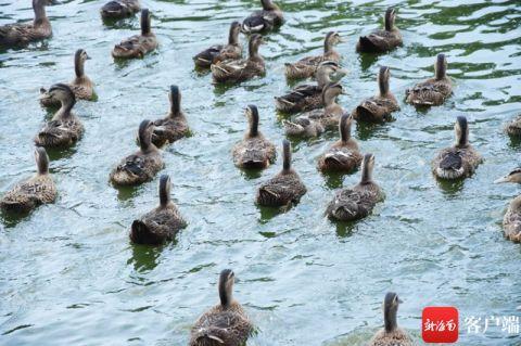 万宁后安海鸭“飞”到北京上海