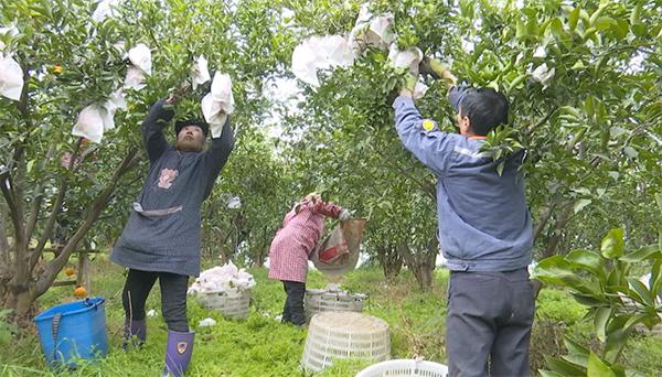 眉山彭山：新鲜采摘甜蜜上市 “春见”销售迎“春天”