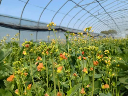 上海奉贤种植的油菜花还能开出红黄色、白色、粉紫色......