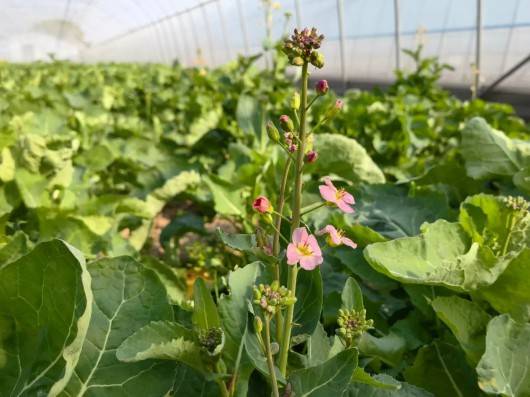 上海奉贤种植的油菜花还能开出红黄色、白色、粉紫色......