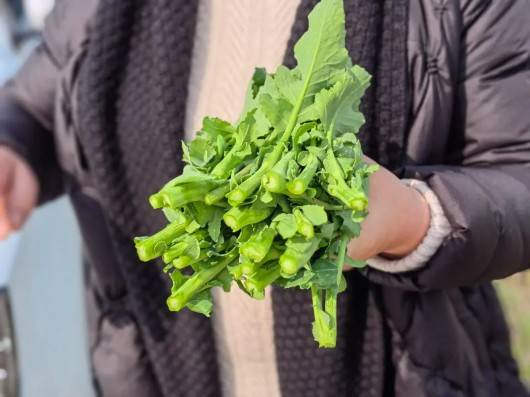 上海奉贤种植的油菜花还能开出红黄色、白色、粉紫色......