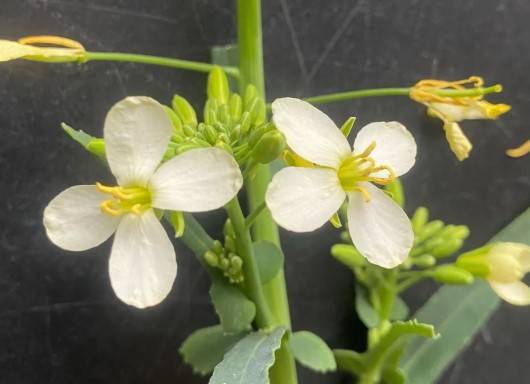 上海奉贤种植的油菜花还能开出红黄色、白色、粉紫色......