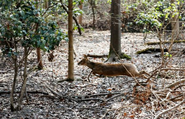 獐“回归”了、江豚重现长江口:在大上海“遇见”小生灵