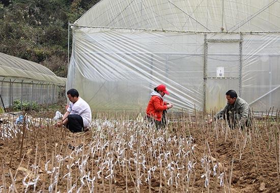 天峨：科技育苗助推产业提质增效