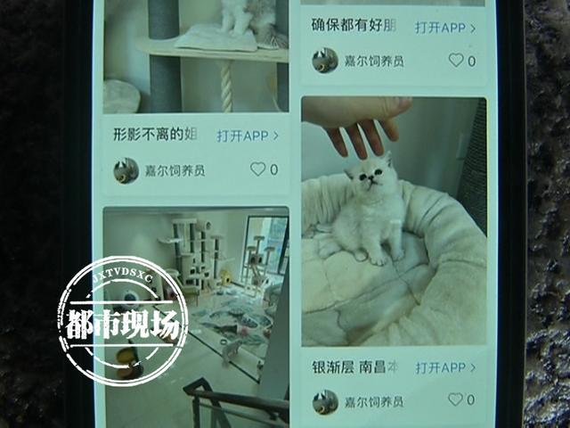 主人寄养猫咪，为何领回家后接二连三全死了？