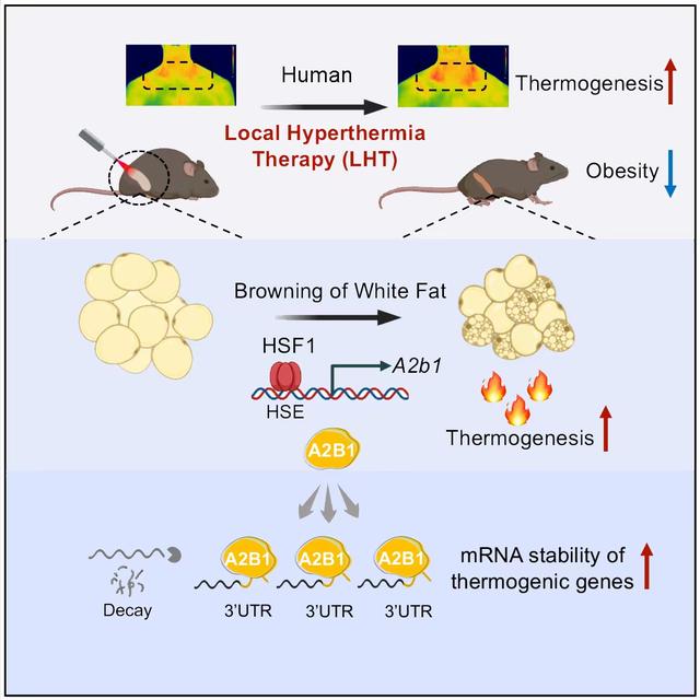 这个减肥新方法登上《细胞》封面！华东师大青年科学家发现局部热疗燃烧脂肪，改善代谢健康