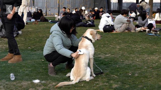 允许主人带着宠物逛公园、逛商场，你赞成吗？