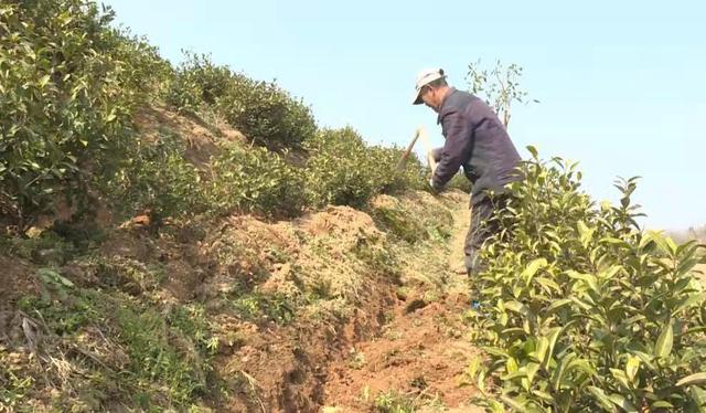 浠水招引能人上山种茶 全力打造茶产业闭环链