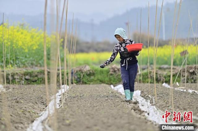 惊蛰过后贵州山区农事忙