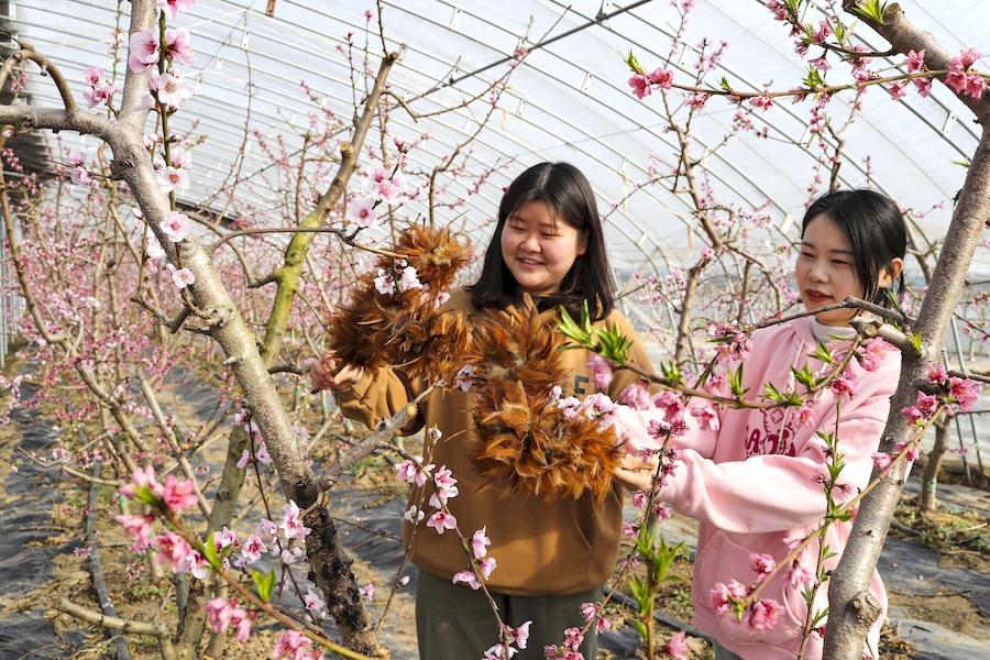 安徽五河：花开朵朵授粉忙