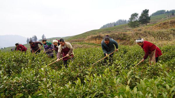 沿河：5500亩“白叶一号”管护忙