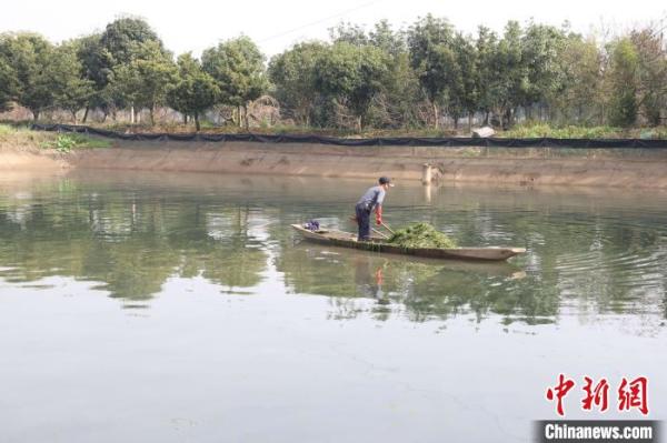 湖南大通湖“大闸蟹＋水草”养殖让传统渔民走上致富路