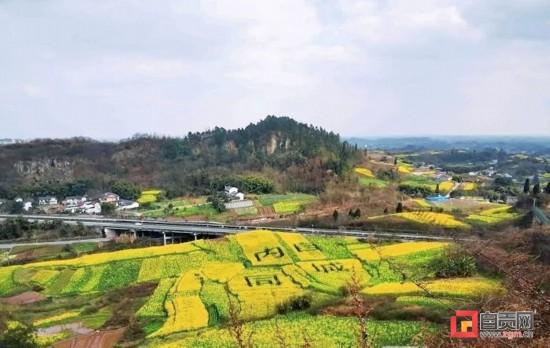 惊艳！这片油菜花地开出“内自同城”