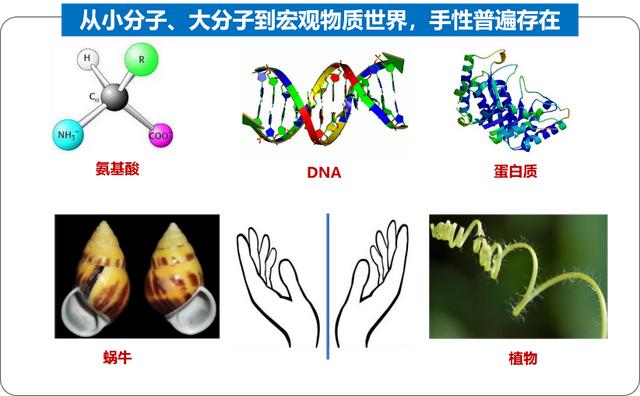 揭秘手性合成“魔法”！