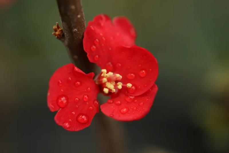 春日花海说开就开,送给如花的你!