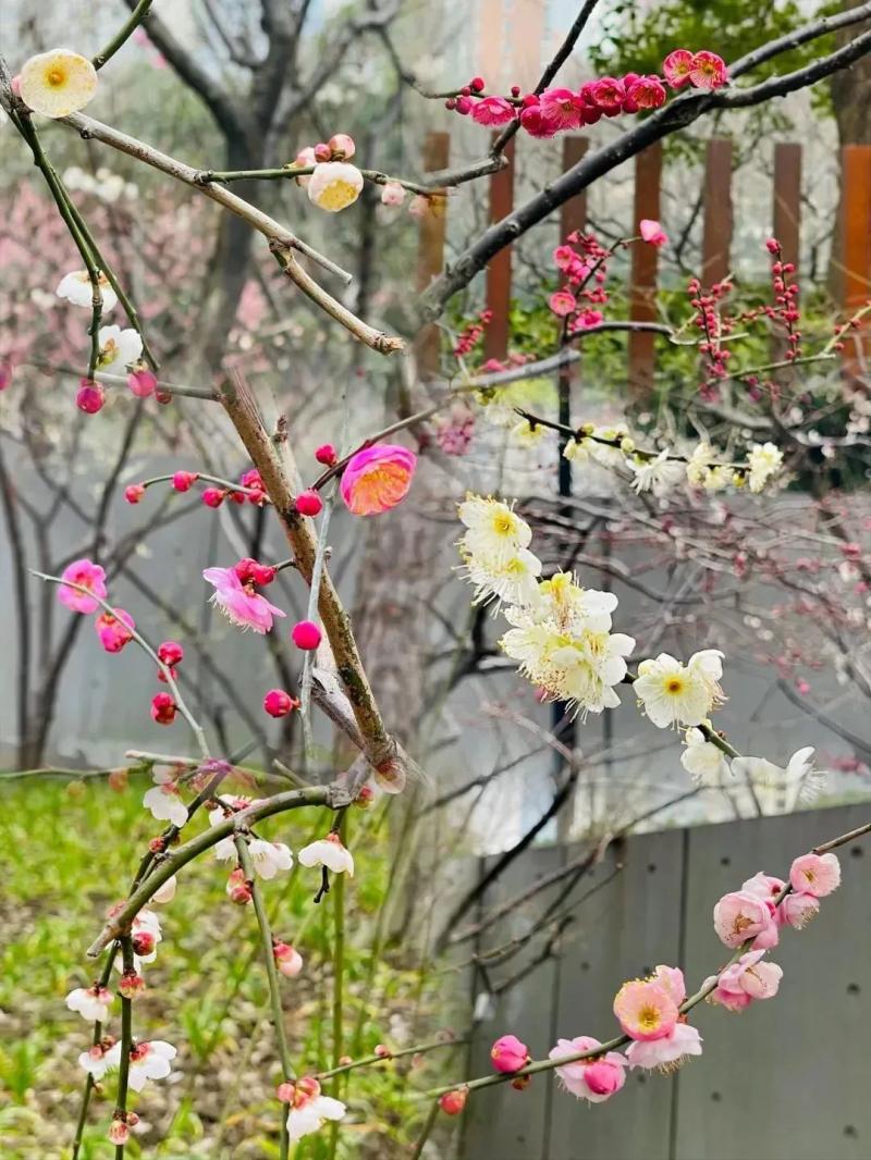 春日花海说开就开,送给如花的你!