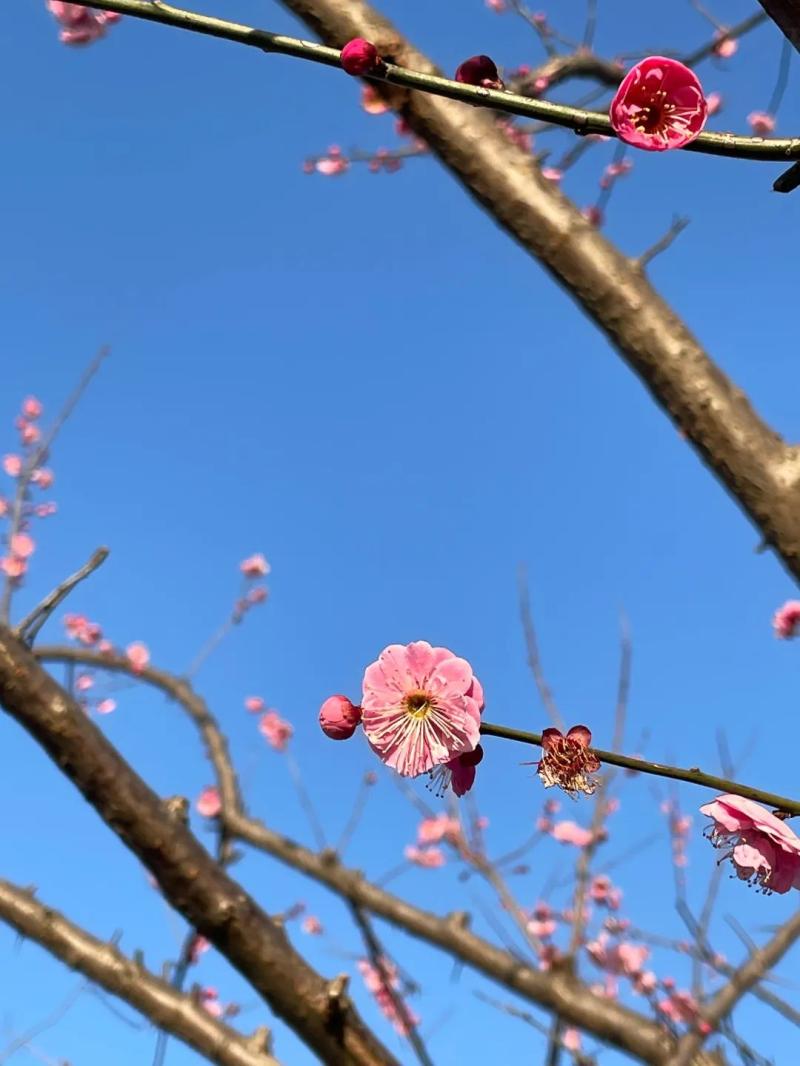 春日花海说开就开,送给如花的你!