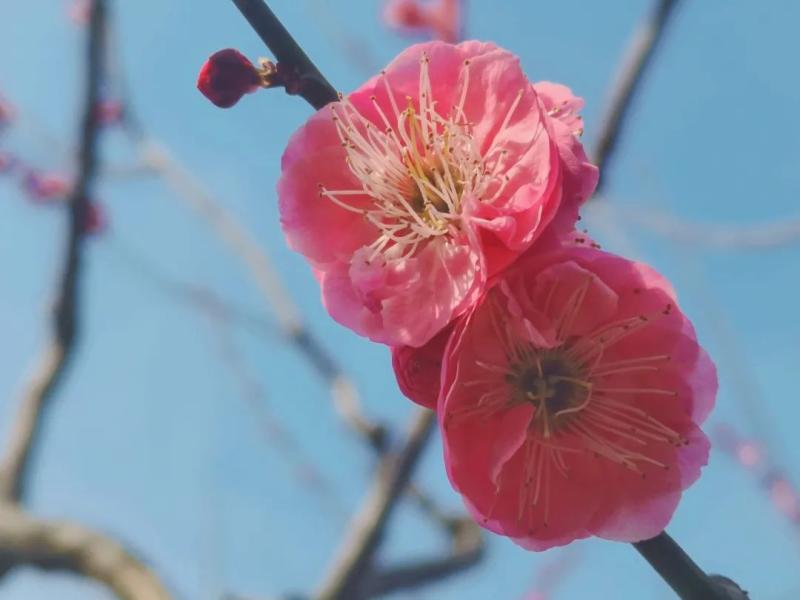 春日花海说开就开,送给如花的你!