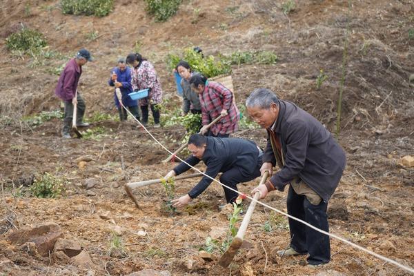 岑巩县思旸镇：油茶种植满山岗 生态产业添新绿