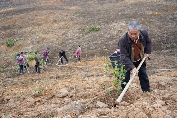 岑巩县思旸镇：油茶种植满山岗 生态产业添新绿