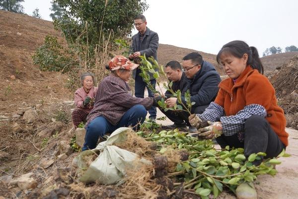 岑巩县思旸镇：油茶种植满山岗 生态产业添新绿