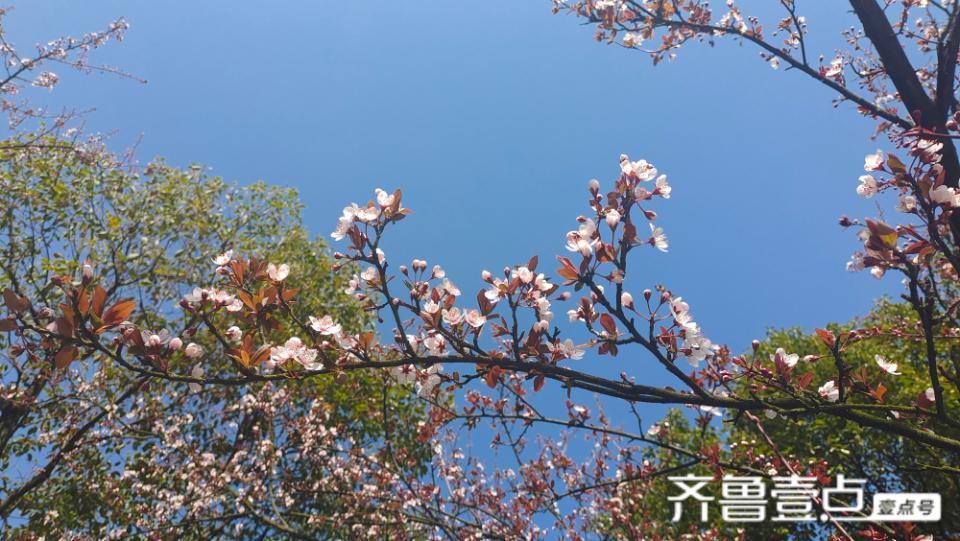 美丽吉安之赏花系列：紫叶李花开灿烂