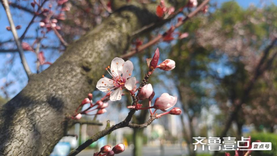 美丽吉安之赏花系列：紫叶李花开灿烂