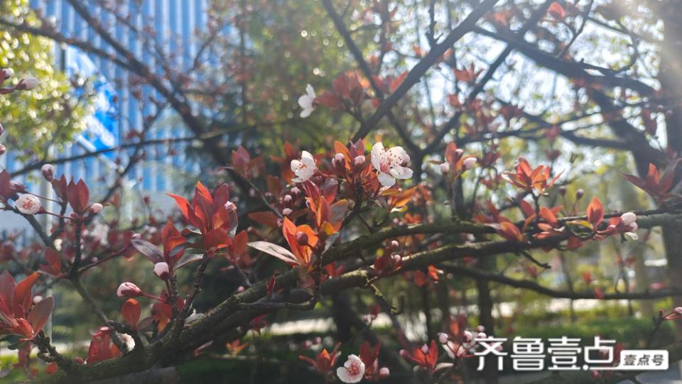 美丽吉安之赏花系列：紫叶李花开灿烂