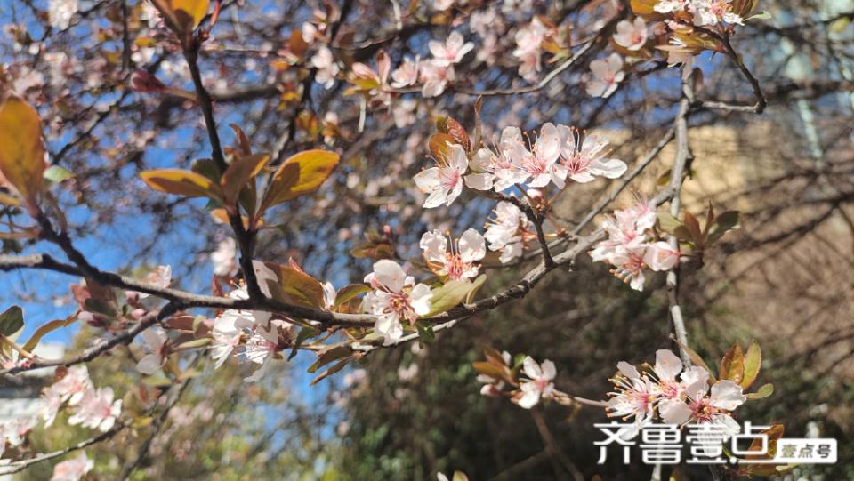 美丽吉安之赏花系列：紫叶李花开灿烂