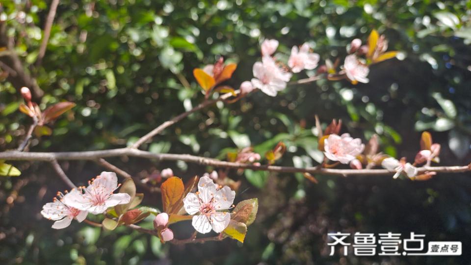 美丽吉安之赏花系列：紫叶李花开灿烂