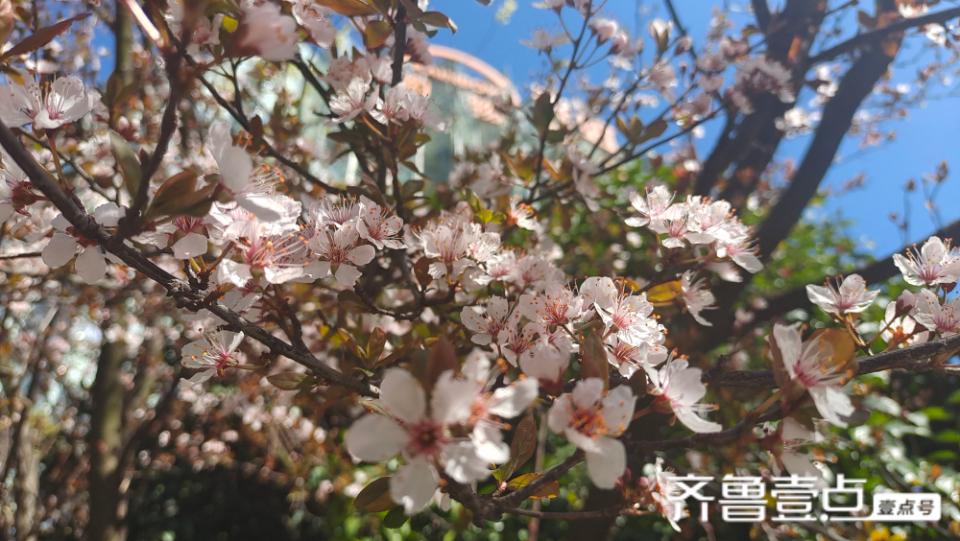 美丽吉安之赏花系列：紫叶李花开灿烂