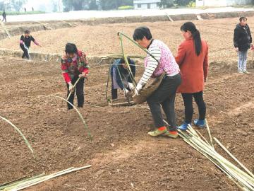 高粱地里套大豆 收益一茬接一茬