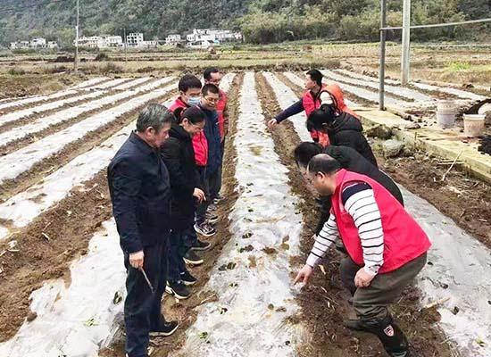 马山县加方乡：农业实用技术培训助力春耕生产