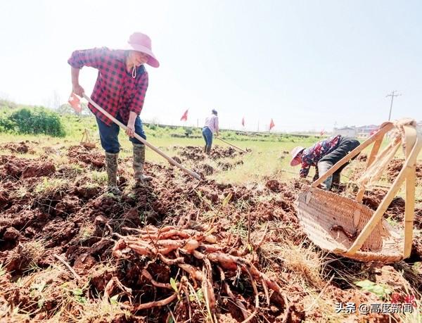 抚州广昌县“太空莲”藕种俏销全国，成了当地经济发展的“致富果”