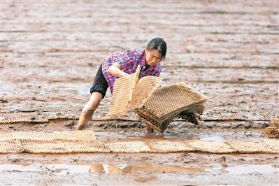 韶关仁化出台一系列粮食生产激励机制