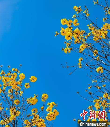 提升“赏花经济”体验感 首届大湾区黄花风铃生活周广州启动