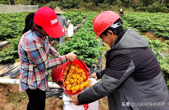 海南文昌：黄灯笼辣椒获丰收 产业振兴结新果