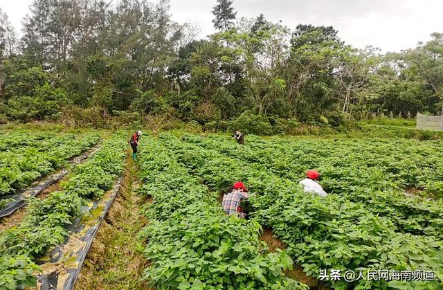 海南文昌：黄灯笼辣椒获丰收 产业振兴结新果