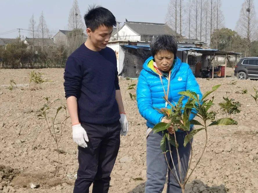 “两年之约”，待奉贤西渡枇杷开花结果，品尝初夏的味道！