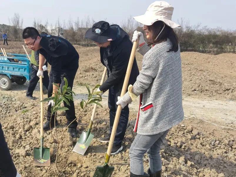 “两年之约”，待奉贤西渡枇杷开花结果，品尝初夏的味道！