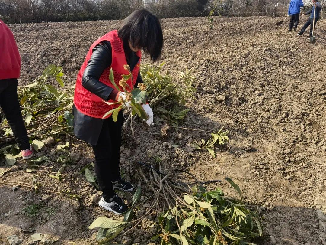 “两年之约”，待奉贤西渡枇杷开花结果，品尝初夏的味道！