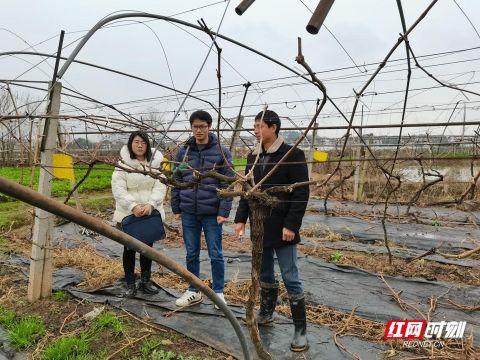 湖南蒸湘：三级专家来“把脉”田间地头春耕忙