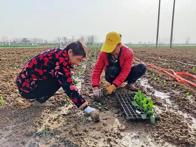 宝丰：致富“西蓝花” 春时栽种忙