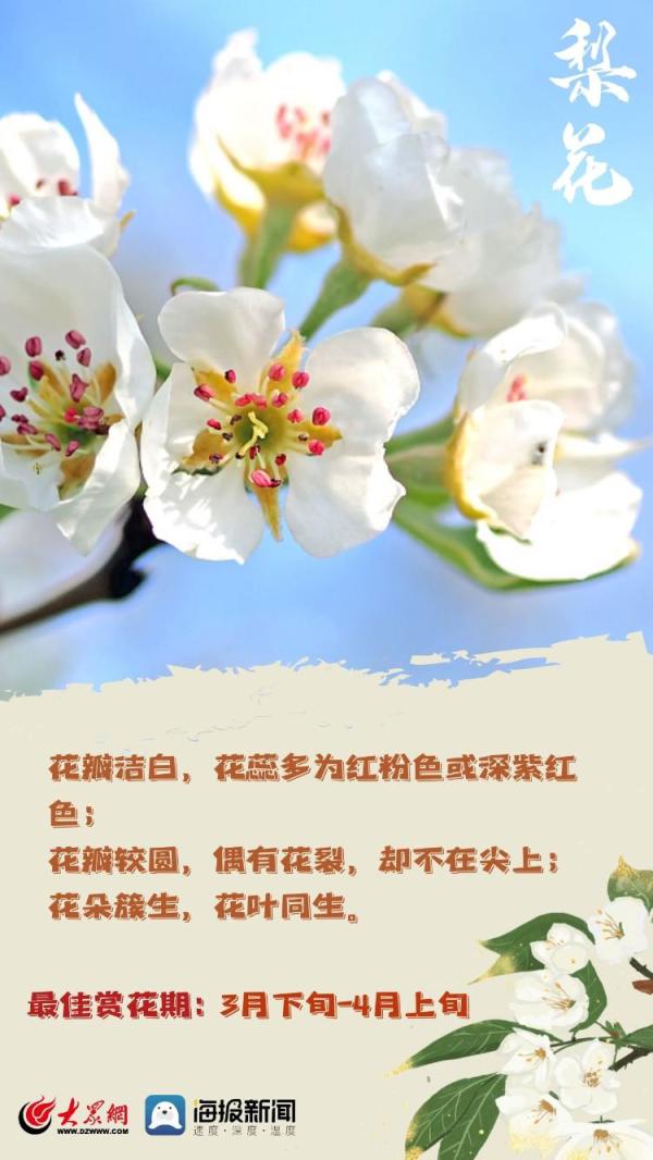 赏花季！教你一秒分清桃花、梨花、樱花……