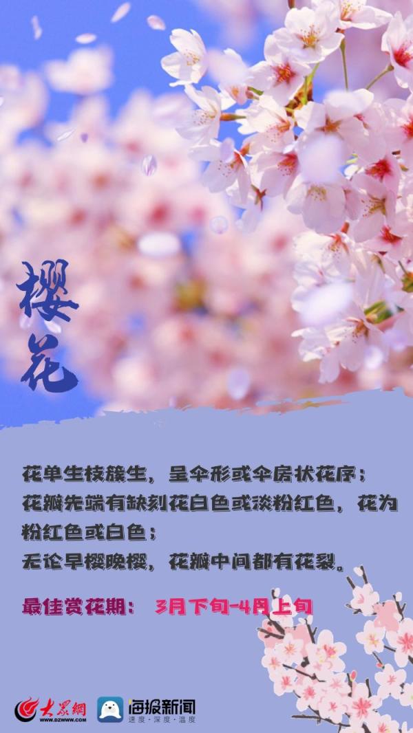 赏花季！教你一秒分清桃花、梨花、樱花……