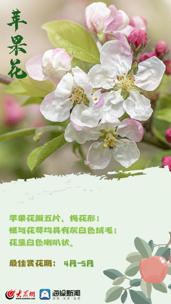 赏花季！教你一秒分清桃花、梨花、樱花……