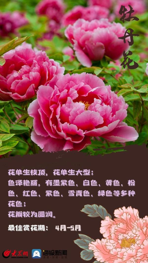 赏花季！教你一秒分清桃花、梨花、樱花……